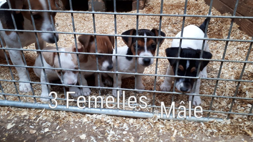 Du champ de l'ormeau - Jack Russell Terrier - Portée née le 24/09/2019