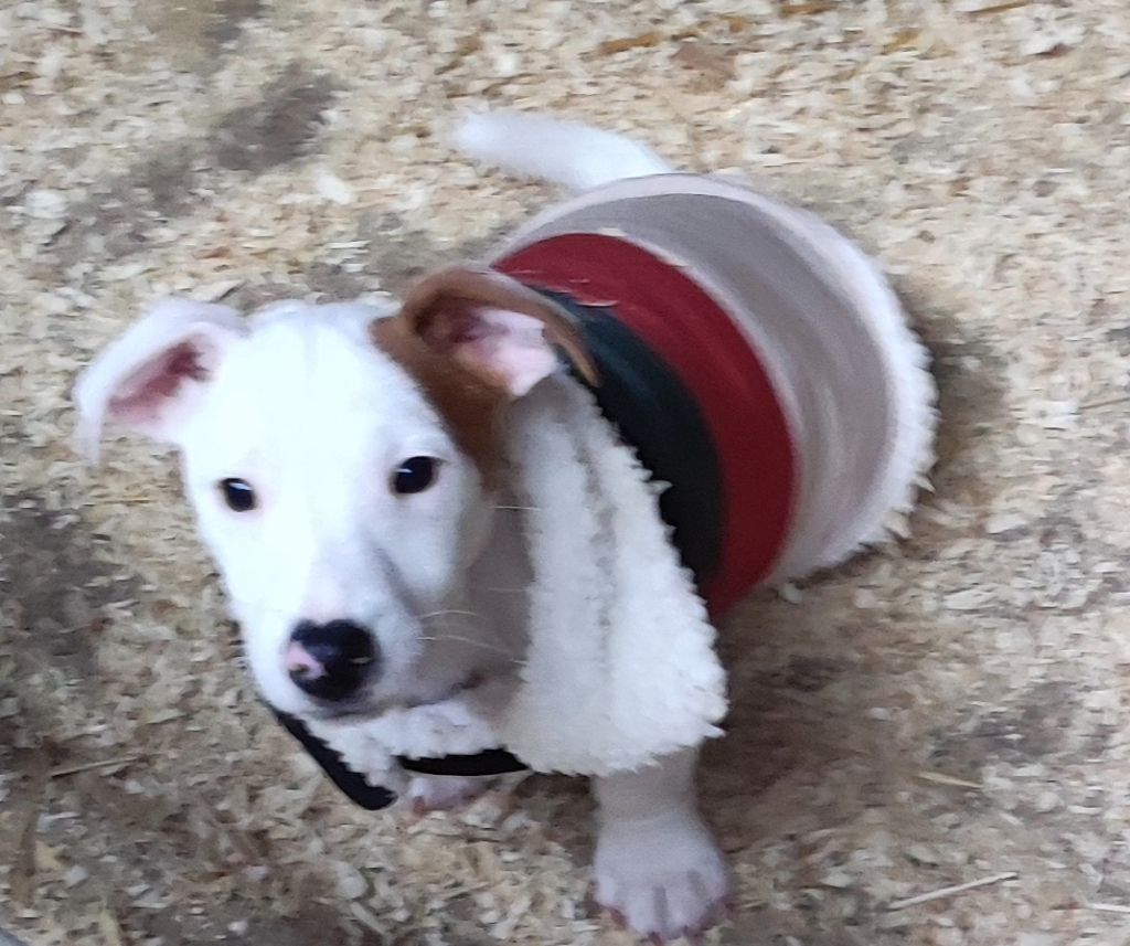 Du champ de l'ormeau - Chiot disponible  - Jack Russell Terrier