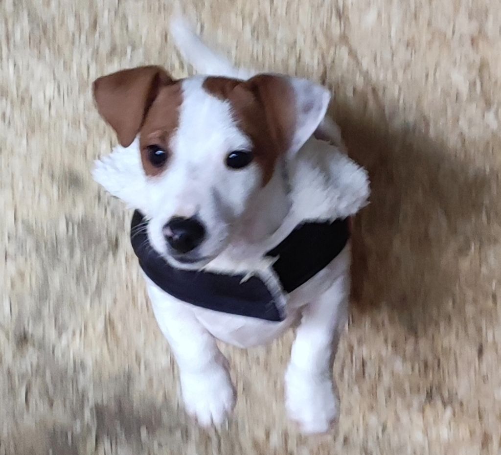 Du champ de l'ormeau - Chiot disponible  - Jack Russell Terrier