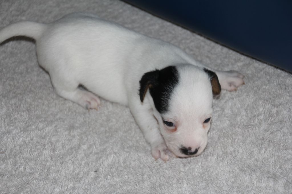 Du champ de l'ormeau - Chiot disponible  - Jack Russell Terrier