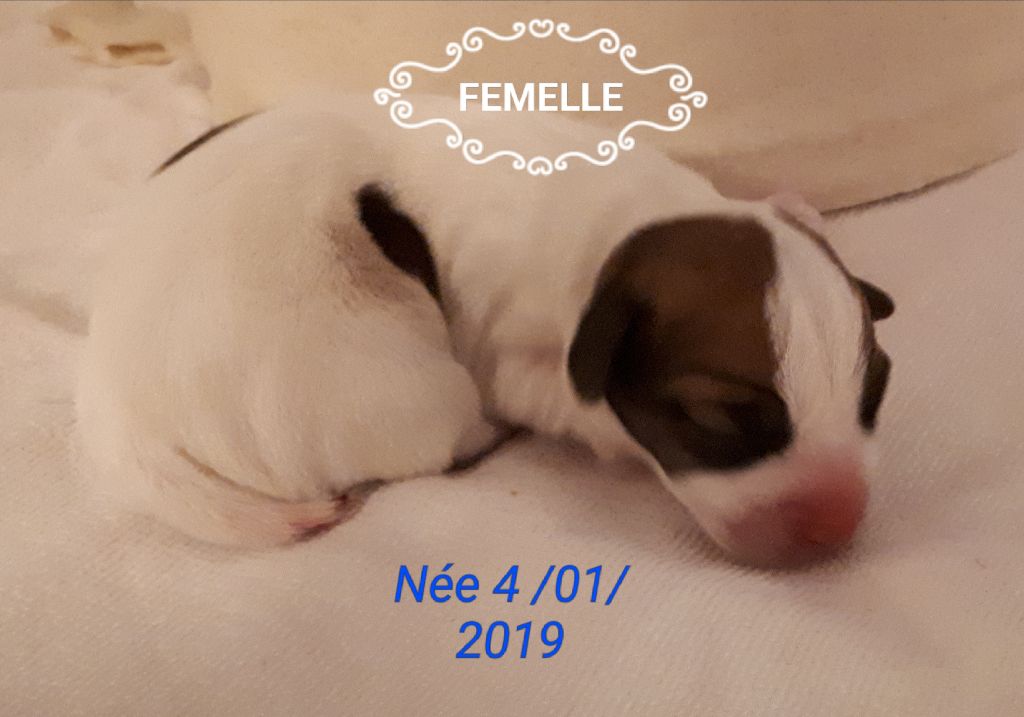 Du champ de l'ormeau - Jack Russell Terrier - Portée née le 04/01/2019