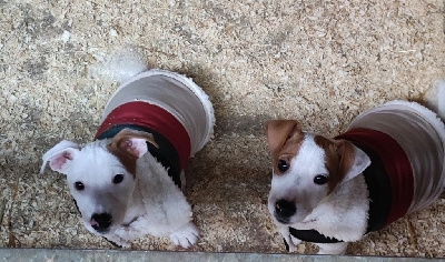 Du champ de l'ormeau - Jack Russell Terrier - Portée née le 18/10/2024