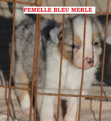 FEMELLE N° 1 BLEU MERLE