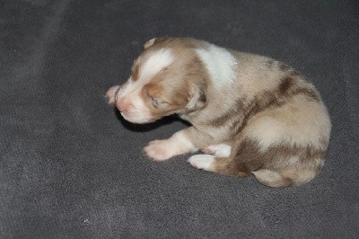 CHIOT N° 2 ROUGE MERLE