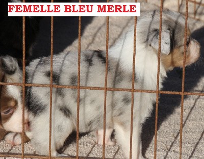 FEMELLE N° 1 BLEU MERLE