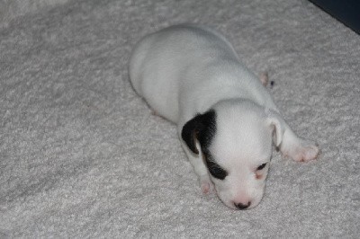 CHIOT N° 3