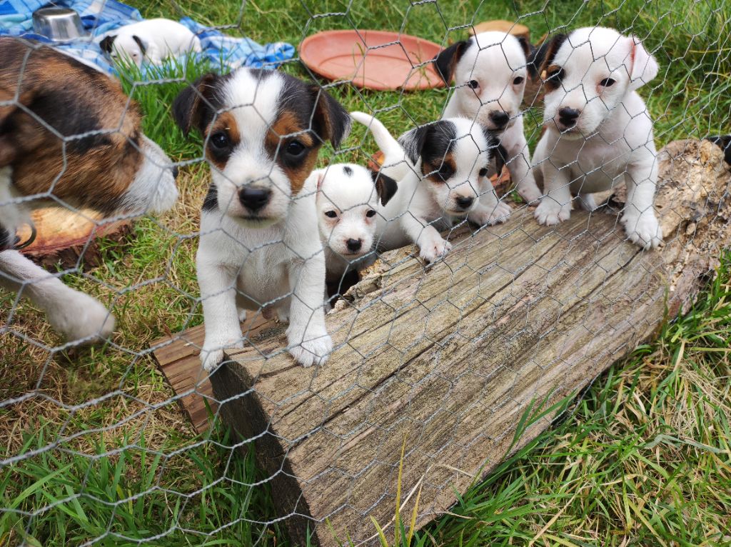 chiot Jack Russell Terrier Du champ de l'ormeau