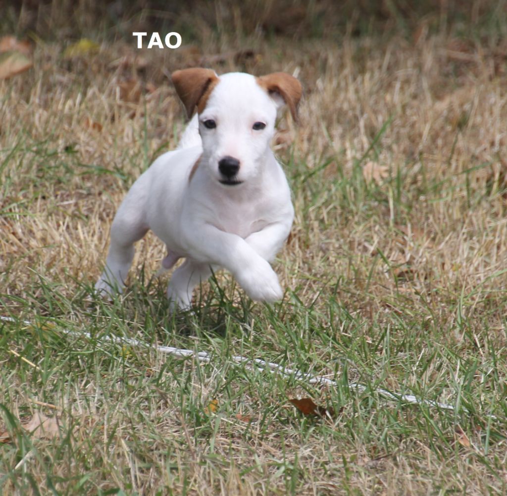 Du champ de l'ormeau - Chiot disponible  - Jack Russell Terrier