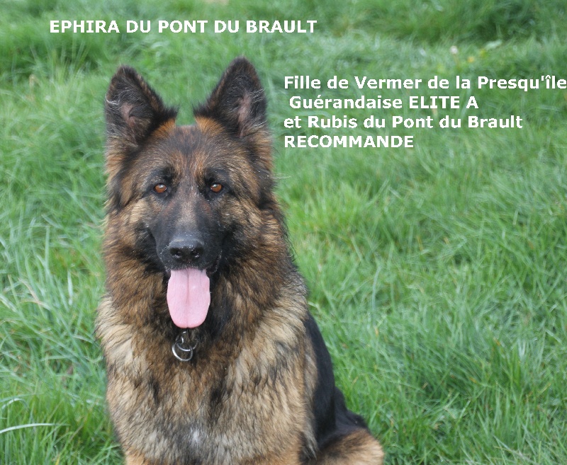 Ephira du pont du brault