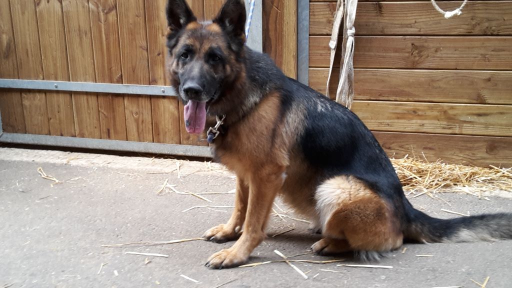 Haby Du champ de l'ormeau