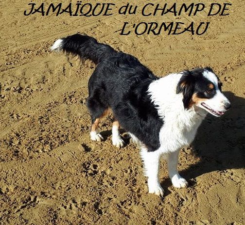 JamaÏque Du champ de l'ormeau