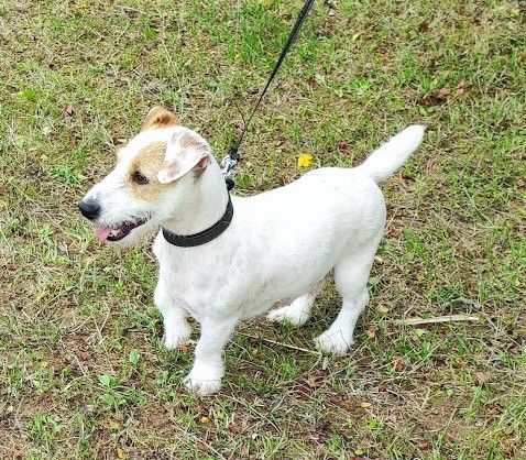 Vaillante Du champ de l'ormeau