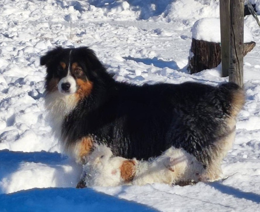 ALME Du champ de l'ormeau