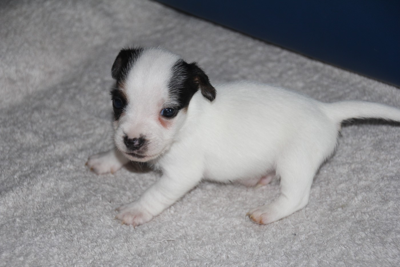 VIZO Du champ de l'ormeau