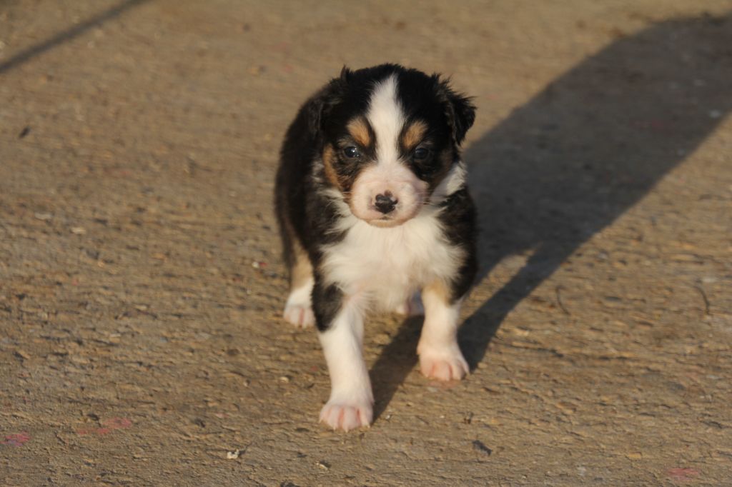 Du champ de l'ormeau - Chiots disponibles - Berger Australien