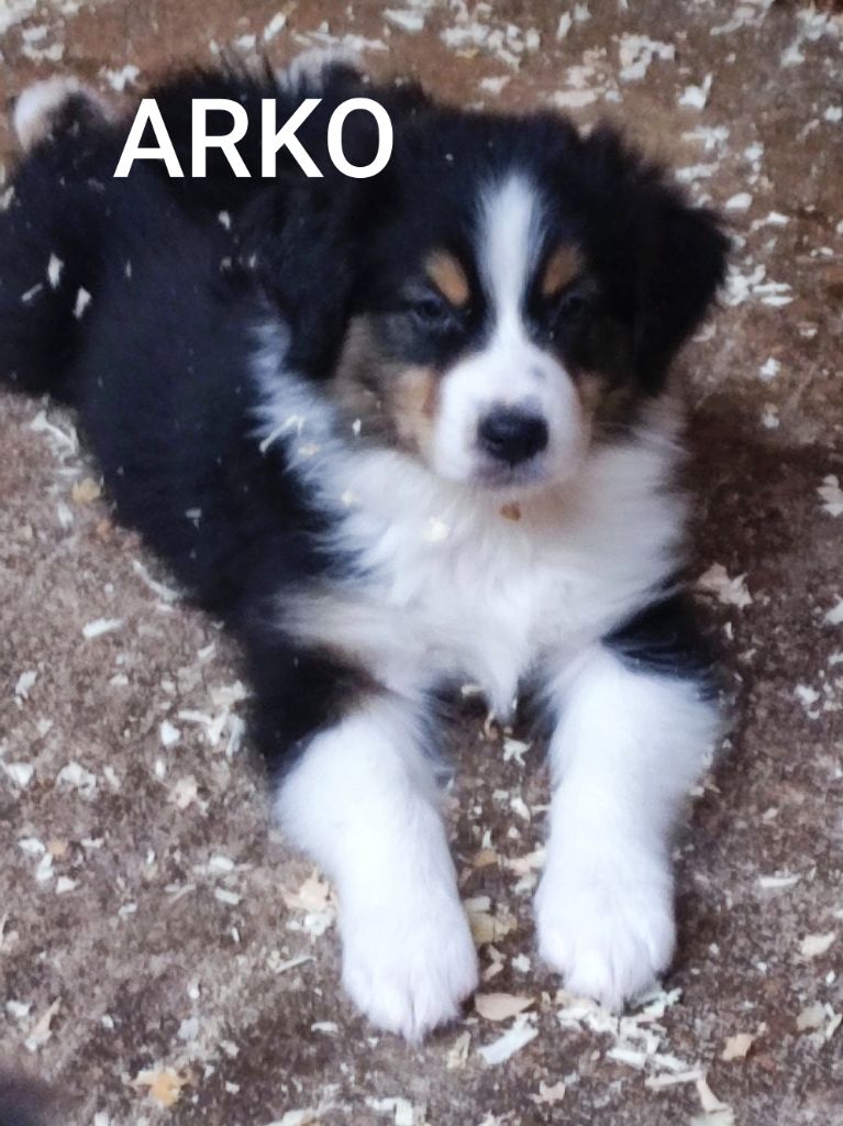 Du champ de l'ormeau - Chiots disponibles - Berger Australien