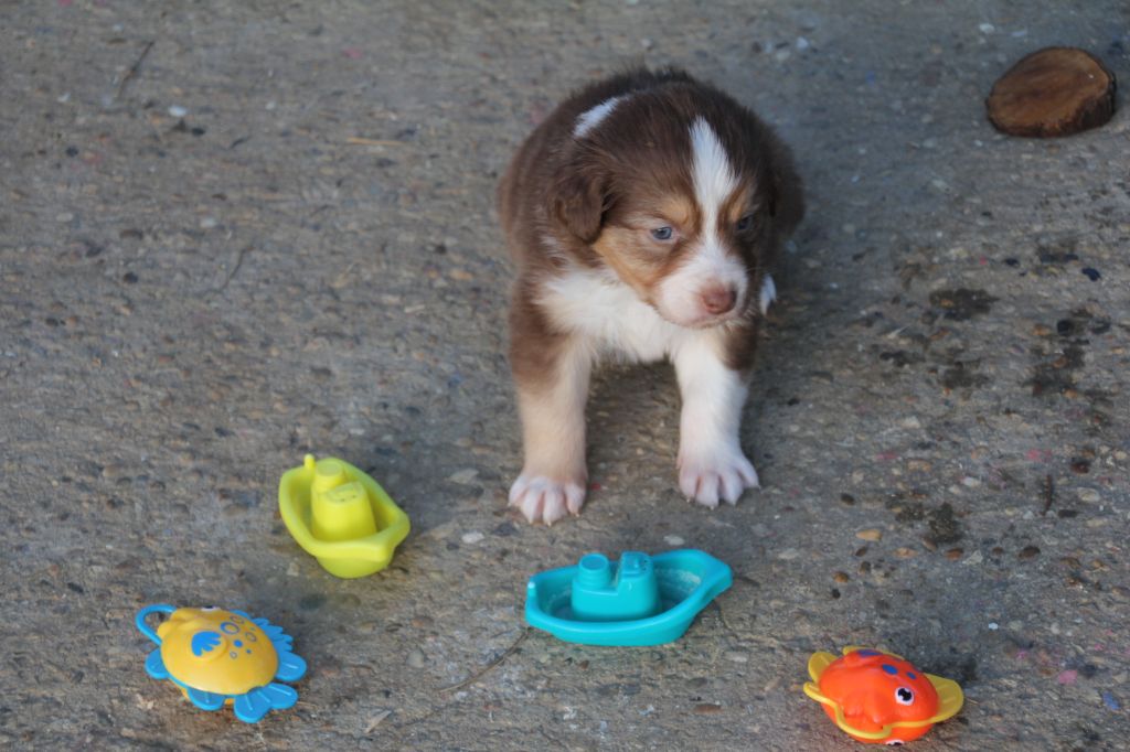 Du champ de l'ormeau - Chiots disponibles - Berger Australien