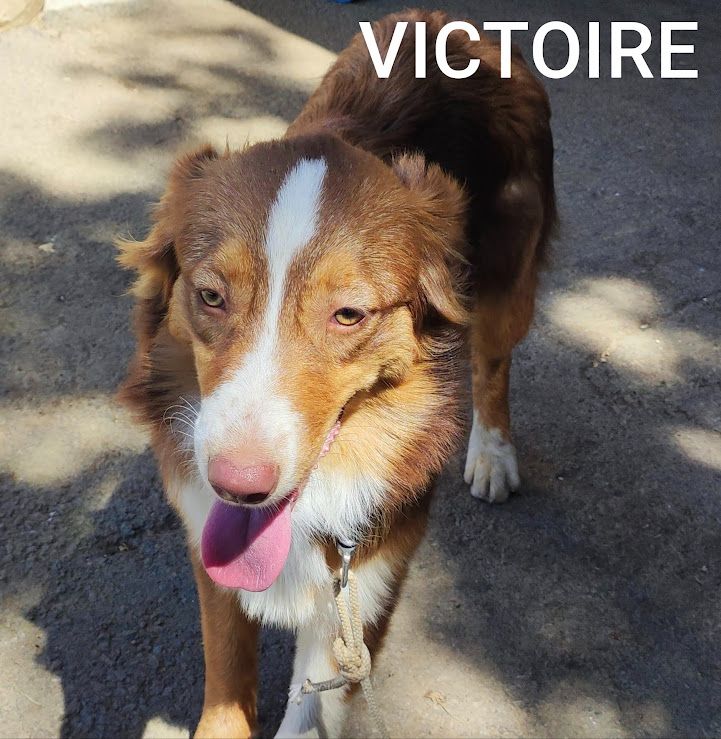 Du champ de l'ormeau - Chiots disponibles - Berger Australien