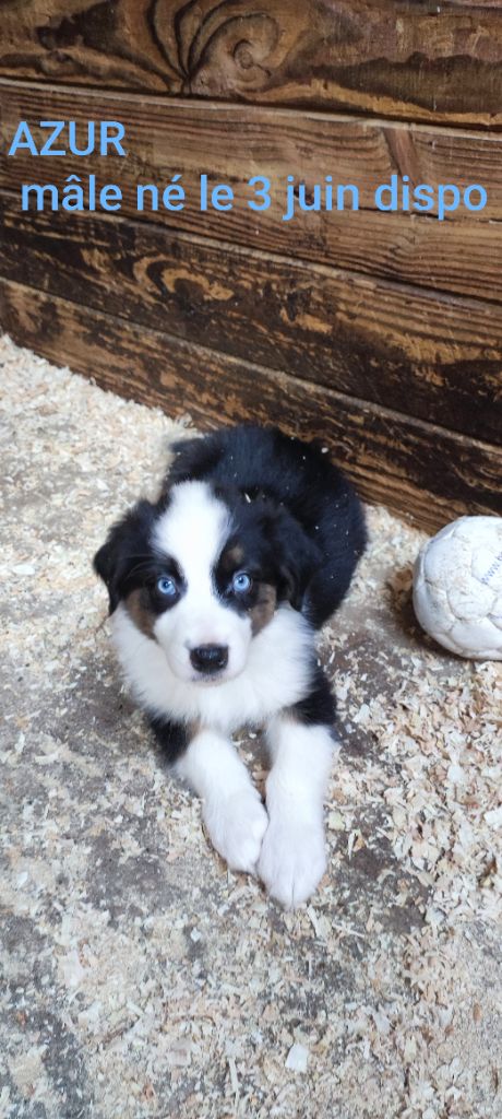 Du champ de l'ormeau - Chiots disponibles - Berger Australien