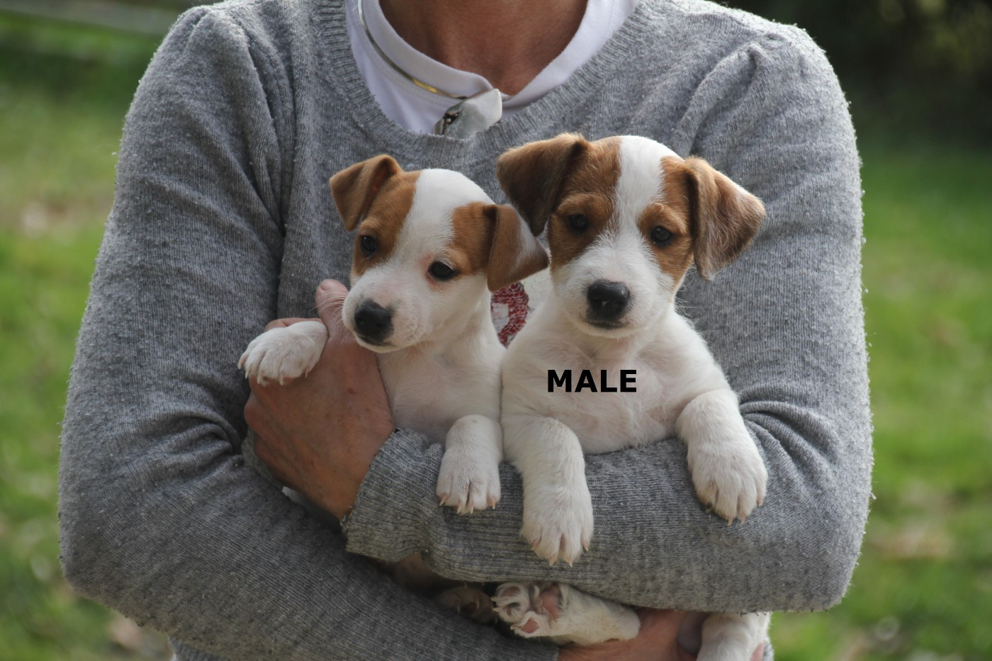 Du champ de l'ormeau - Chiots disponibles - Jack Russell Terrier