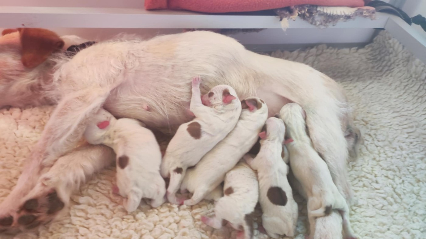 Chiot Jack Russell Terrier Du champ de l'ormeau