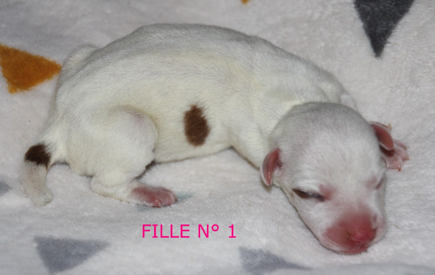 Du champ de l'ormeau - Chiots disponibles - Jack Russell Terrier