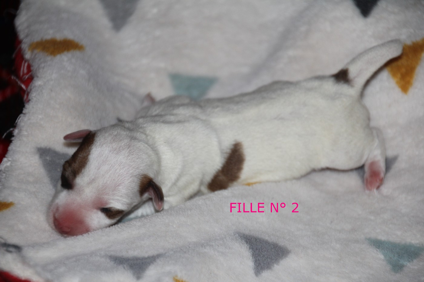 Du champ de l'ormeau - Chiots disponibles - Jack Russell Terrier