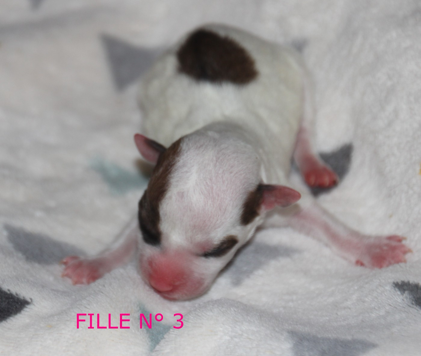 Du champ de l'ormeau - Chiots disponibles - Jack Russell Terrier