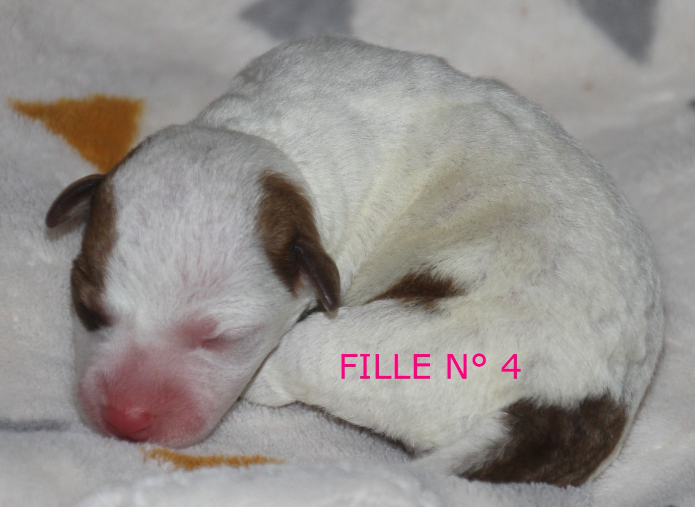 Du champ de l'ormeau - Chiots disponibles - Jack Russell Terrier