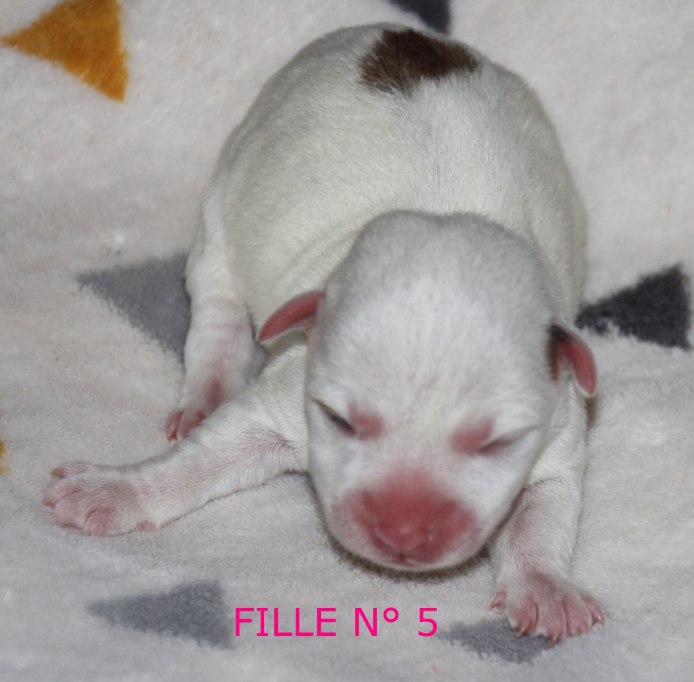 Du champ de l'ormeau - Chiots disponibles - Jack Russell Terrier