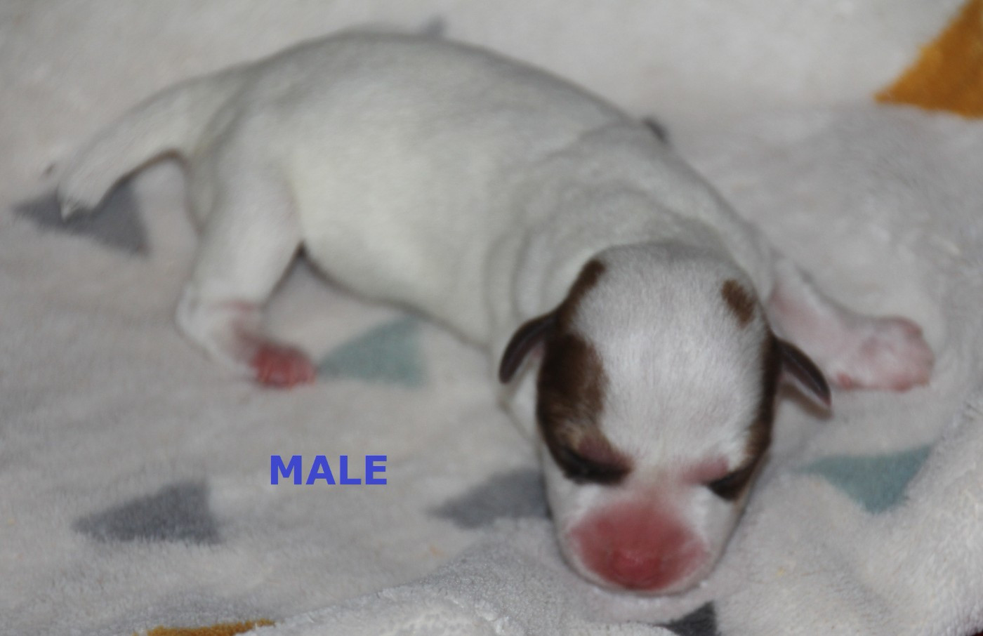 Du champ de l'ormeau - Chiots disponibles - Jack Russell Terrier