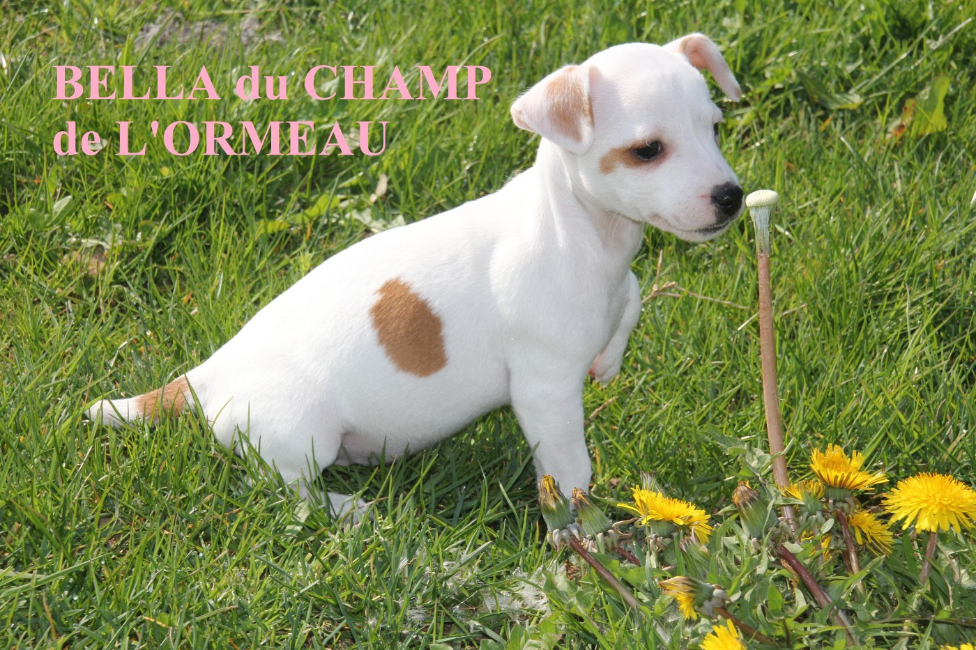 Du champ de l'ormeau - Chiots disponibles - Jack Russell Terrier