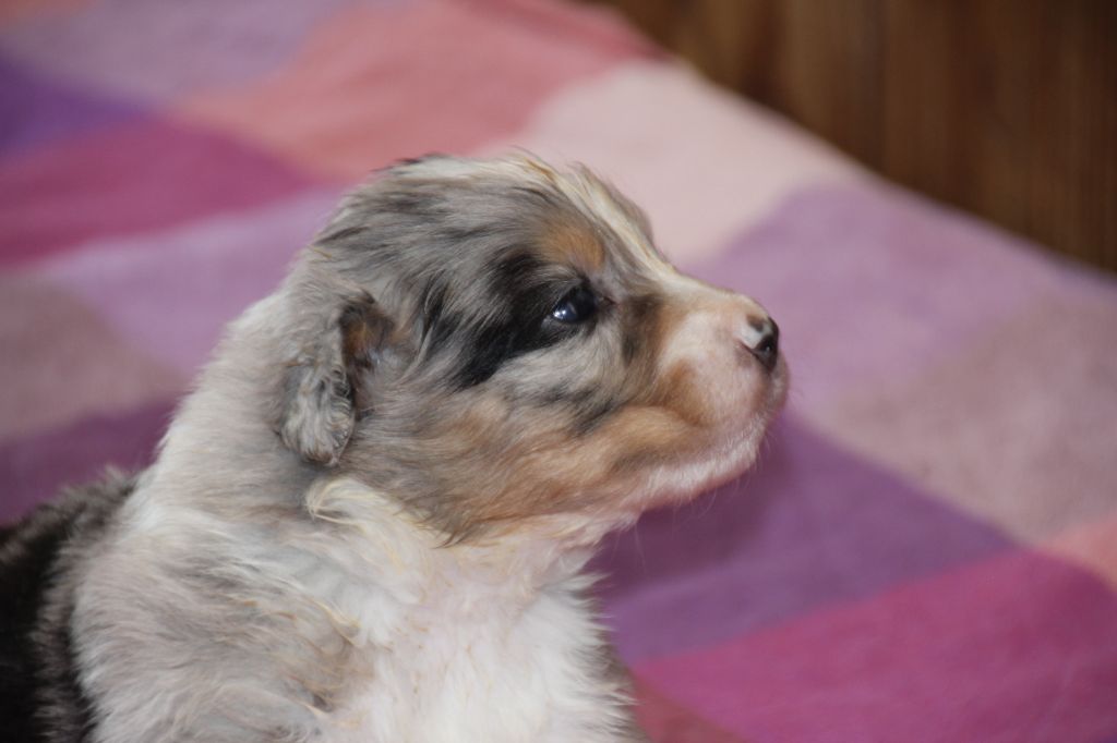 Du champ de l'ormeau - Chiots disponibles - Berger Australien