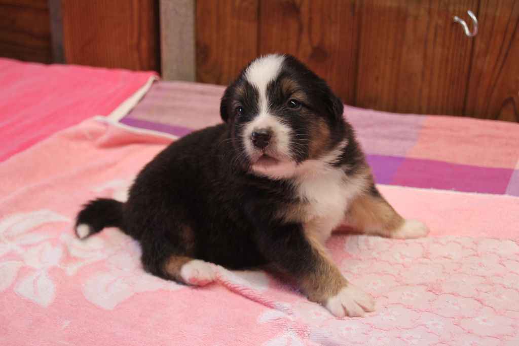 Du champ de l'ormeau - Chiots disponibles - Berger Australien