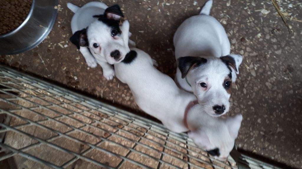 Du champ de l'ormeau - Chiots disponibles - Jack Russell Terrier