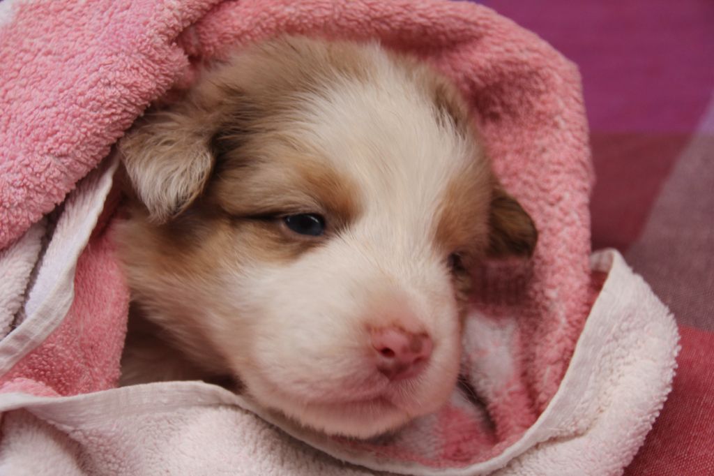 Du champ de l'ormeau - Chiots disponibles - Berger Australien