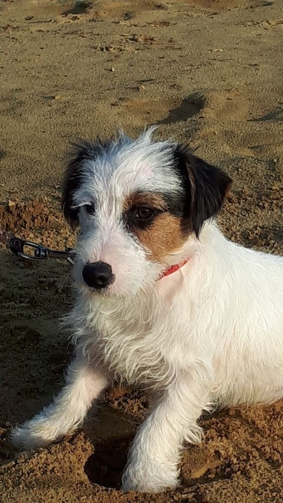 Du champ de l'ormeau - Chiots disponibles - Jack Russell Terrier