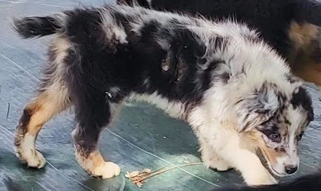 Du champ de l'ormeau - Chiots disponibles - Berger Australien