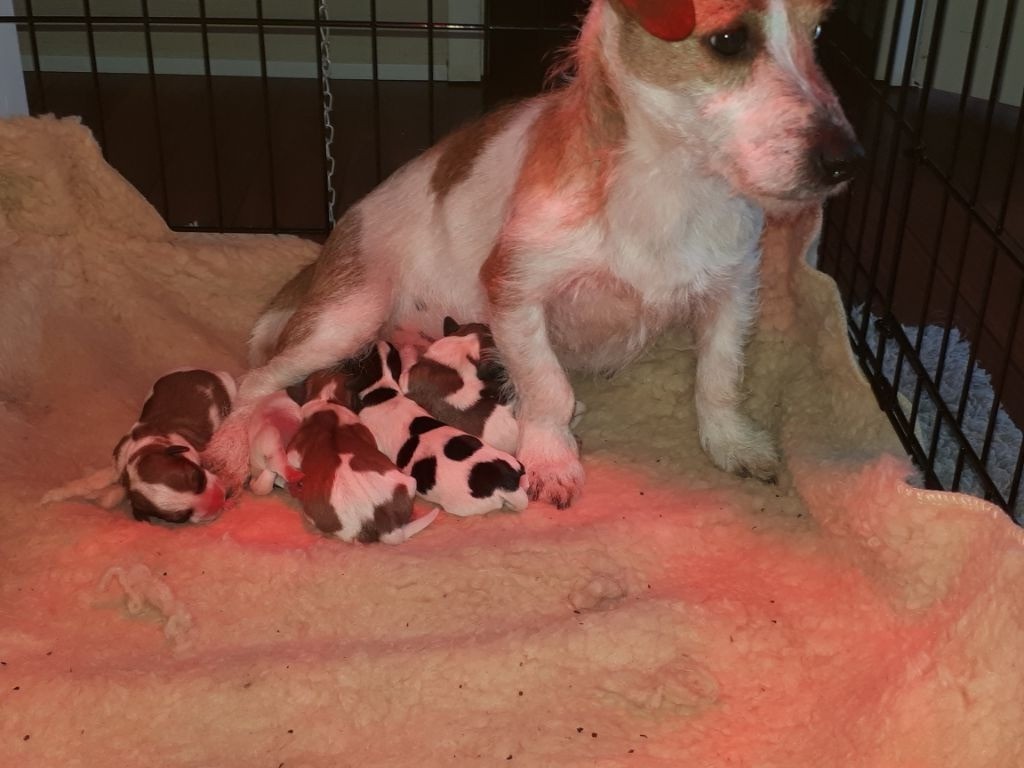 Du champ de l'ormeau - Chiots disponibles - Jack Russell Terrier