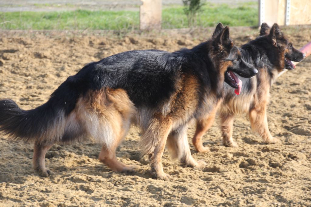 Du champ de l'ormeau - Berger Allemand - Portée née le 10/01/2022