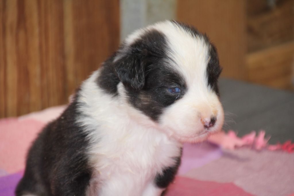 Du champ de l'ormeau - Chiots disponibles - Berger Australien