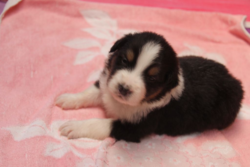 Du champ de l'ormeau - Chiots disponibles - Berger Australien