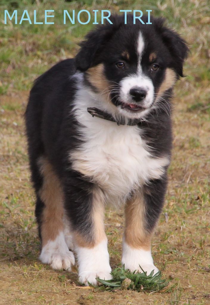 Du champ de l'ormeau - Chiots disponibles - Berger Australien