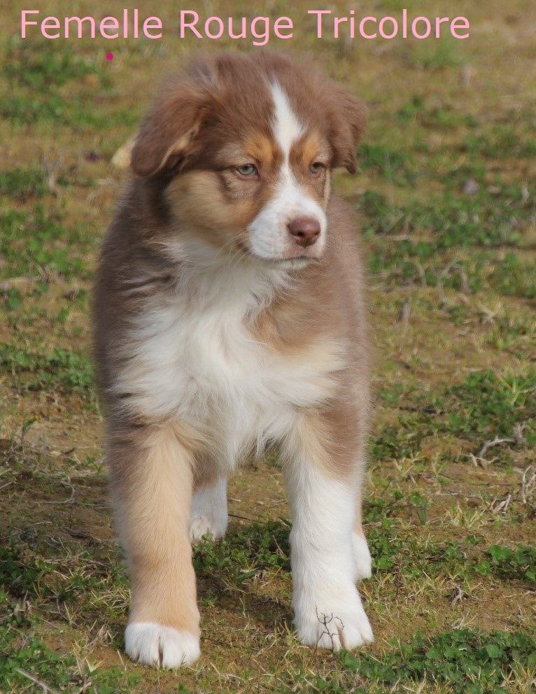 Du champ de l'ormeau - Chiots disponibles - Berger Australien