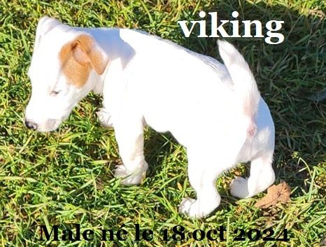 Du champ de l'ormeau - Chiots disponibles - Jack Russell Terrier