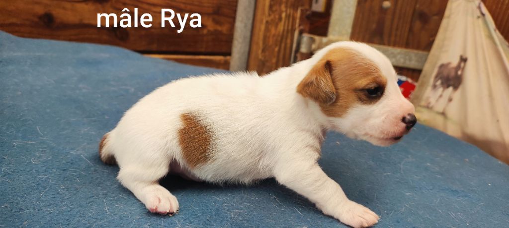 Du champ de l'ormeau - Chiots disponibles - Jack Russell Terrier