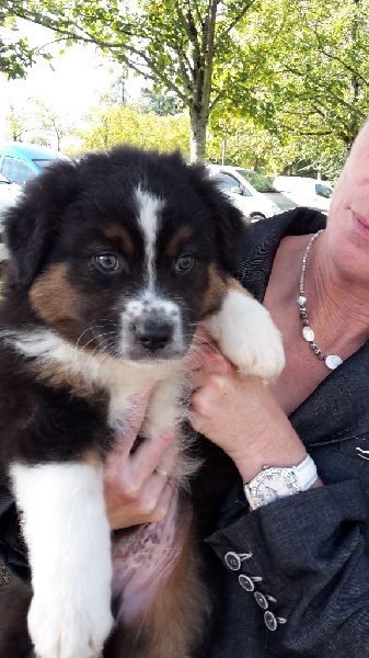 Chiot Berger Australien Du champ de l'ormeau