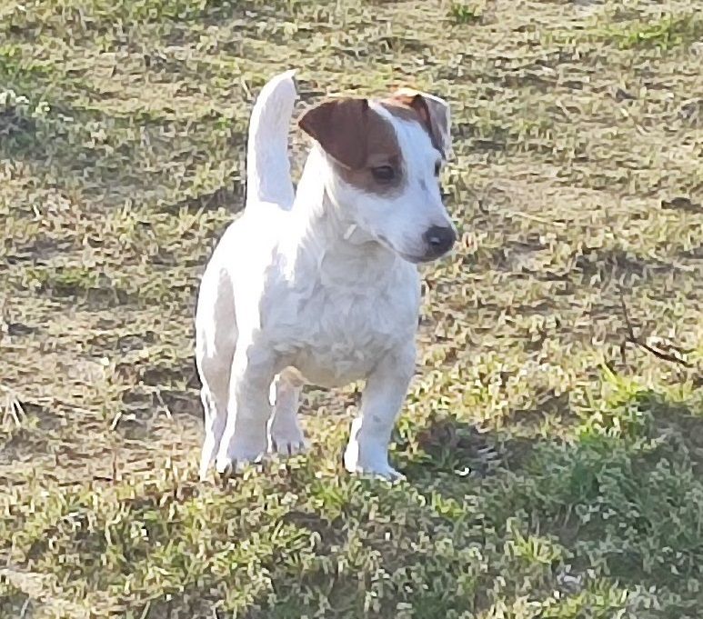 Du champ de l'ormeau - Chiots disponibles - Jack Russell Terrier