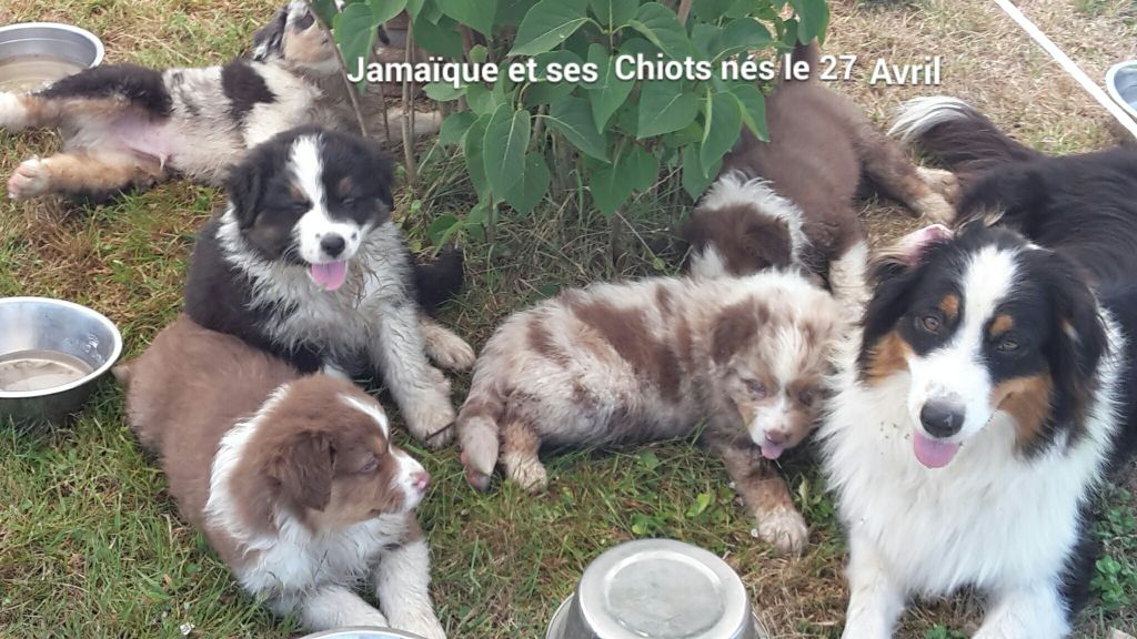 Chiot Berger Australien Du champ de l'ormeau