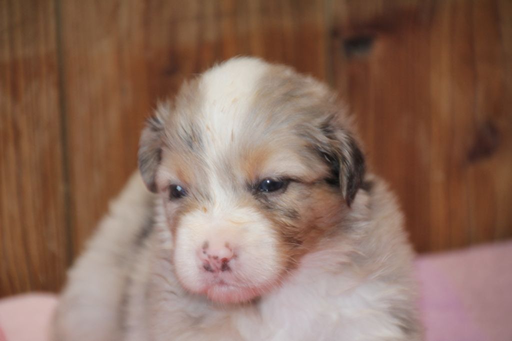 Du champ de l'ormeau - Chiots disponibles - Berger Australien